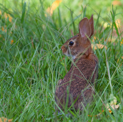 Evening rabbit