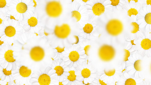 Chamomiles background