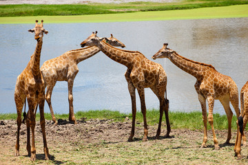 Fototapeta premium Group of Giraffes Playing Along River