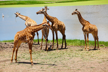 Group of Giraffes Playing Along River