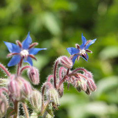 Boretsch - Borretsch - Heilkraut, essbare Blüten im Garten