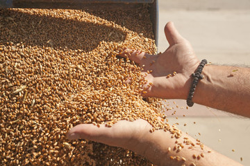 Naklejka premium Hand with wheat grains