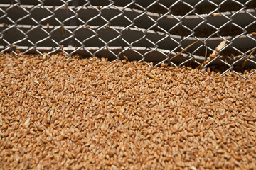 Wheat grains on the silo grid © smart.art
