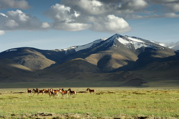 wild donkeys