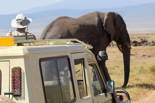 Fototapeta African elephant near a vehicle