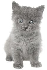 Obraz premium Small gray long haired kitten sitting isolated