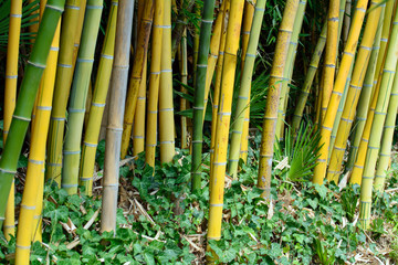 Obraz premium Bamboo - Phyllostachys Viridis Sulfurea