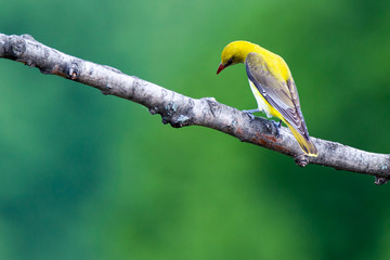 Golden Oriole