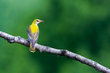 Golden Oriole