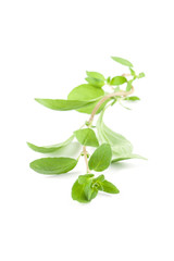 Marjoram