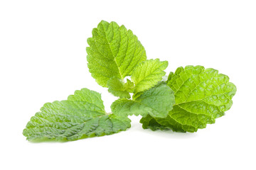 Lemon balm