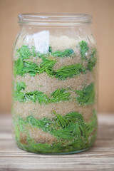 Spruce sprouts syrup - making of