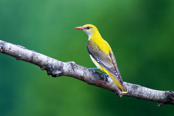 Golden Oriole