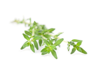 Thyme