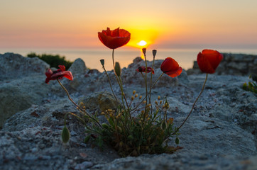 Poppies at sunset.