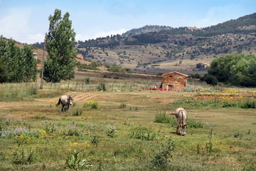 Alcala de la Selva, Teruel,Spain