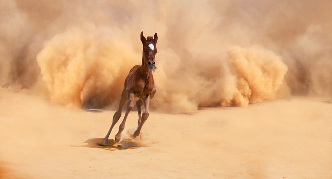 Arabian foal running out of the Desert Storm
