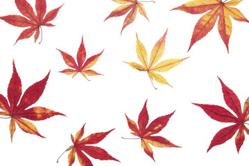 Autumn maple leaves