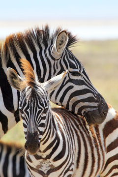 Fototapeta Baby zebra with mother