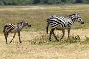 Fototapeta na wymiar Baby zebra with mother