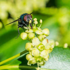 Pollen Feast