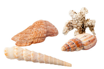 seashell