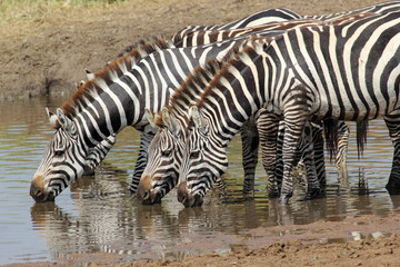 Fototapeta na wymiar Group of zebras drinking