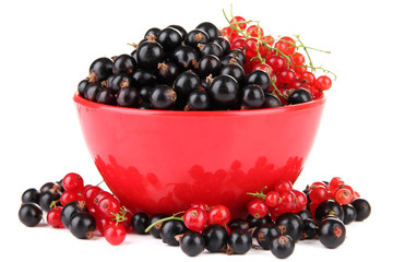 Red and black currant in bowl isolated on white