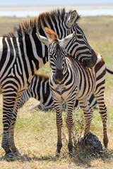 Fototapeta premium Baby zebra z matką