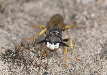 European beewolf, Philanthus triangulum