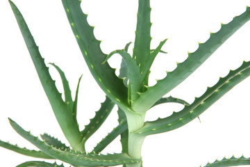 Aloe close-up isolated on white