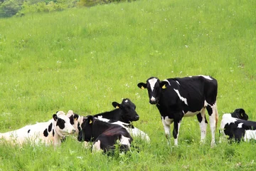 Papier Peint photo Lavable Vache Vaches Holstein au ranch