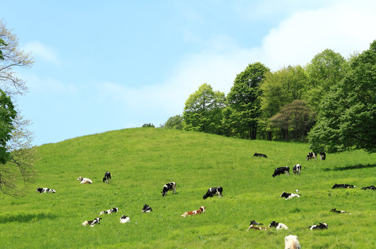 牧場風景　放牧されている乳牛