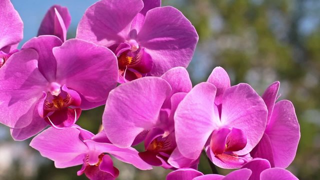 Pink orchid in nature