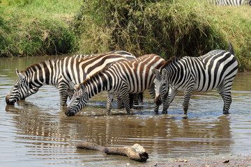 Group of zebras drinking