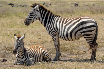 Fototapeta na wymiar Zebra z matką dziecka