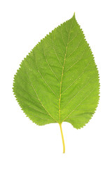 Beautiful green leaf isolated on white