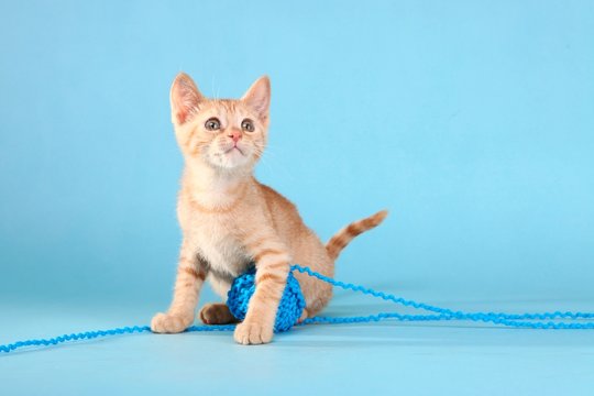 Little Orange Tabby Kitten In Studio