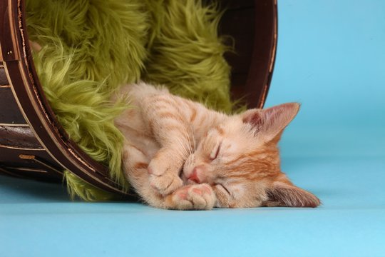 Little Orange Tabby Kitten In Studio