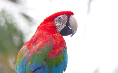 Parrot sitting on a tree