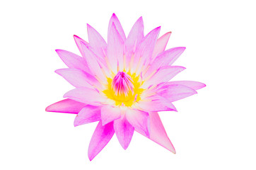 purple Lotus isolated