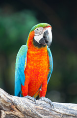 Parrot sitting on a tree