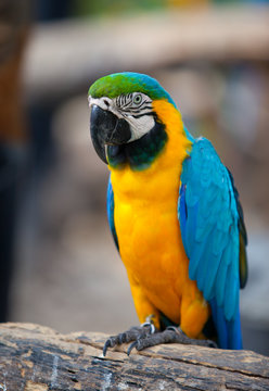 Parrot sitting on a tree