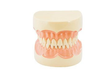 Plastic human teeth models on white background