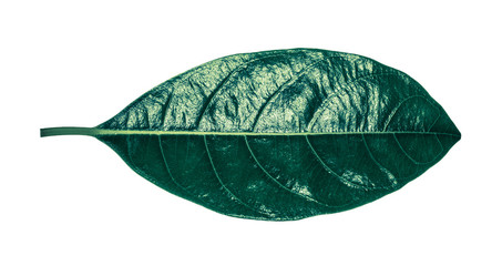 Jack fruit leaf Emerald