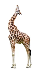 Foto op Canvas giraffe isolated on white background © vencav
