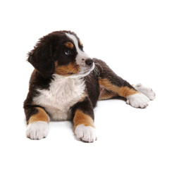 little puppy of bernese mountain dog on white background - obrazy, fototapety, plakaty