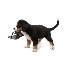 little puppy of bernese mountain dog playing on white background