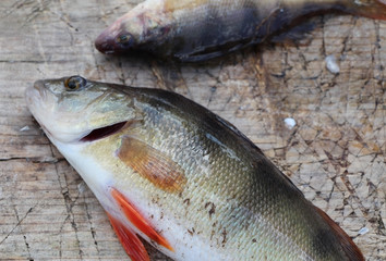 Perch fish.