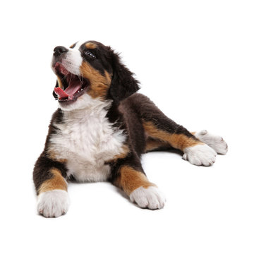 Little Puppy Of Bernese Mountain Dog On White Background